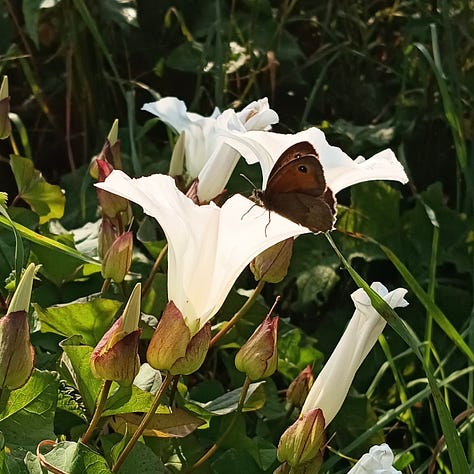Bindweed trumpets in the morning sun with a visiting butterfly; paper bindweed photographed with real horsetail and ferns; an arrangement of bindweed, both real and paper, with an array of grasses and leaves collected from the hedgerows.