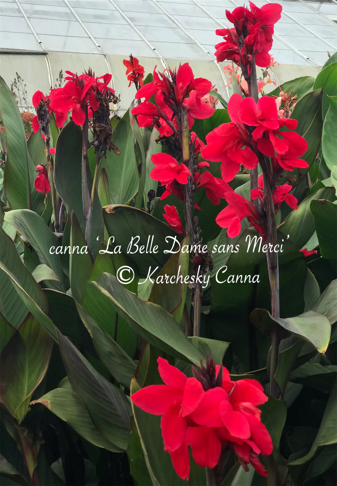 canna 'La Belle Dame sans Merci' – South Ridge Farm & Botanic Gardens