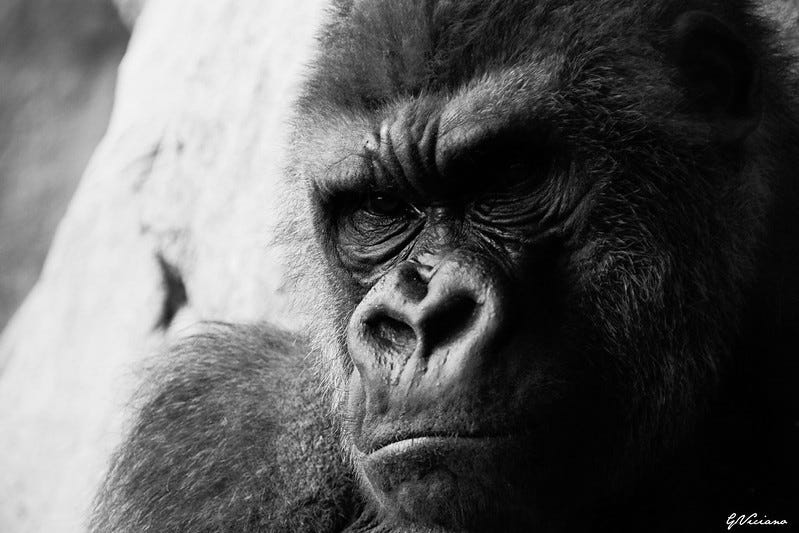 Black and white photograph of a gorilla's frowning face. Black and white photograph of a gorilla's frowning face.