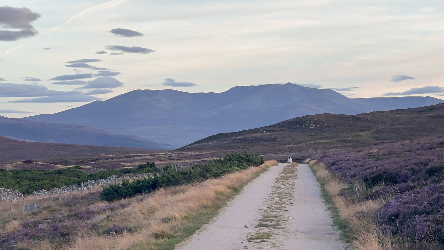 A small lamb stands alone in the centre of a dirt path lined with purple heather. The light is warm and fading, casting a soft glow over the hillside. In the background, the distant peaks of Lochnagar rise beneath a hazy summer sky.