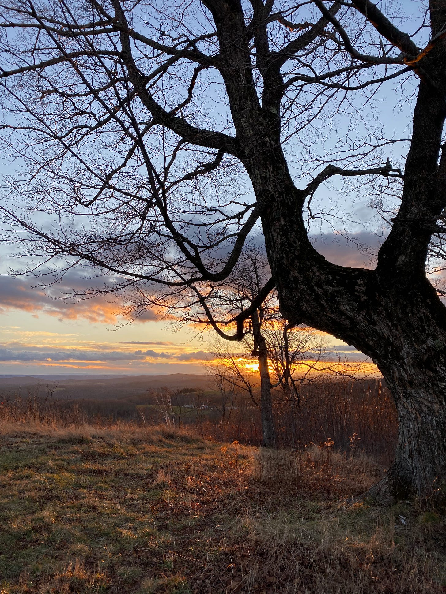 A large dark tree on a hill silhouetted against a sky at sunset. The sun blazes gold on the horizon, beneath a bank of grey, blue, purple, and orange clouds.