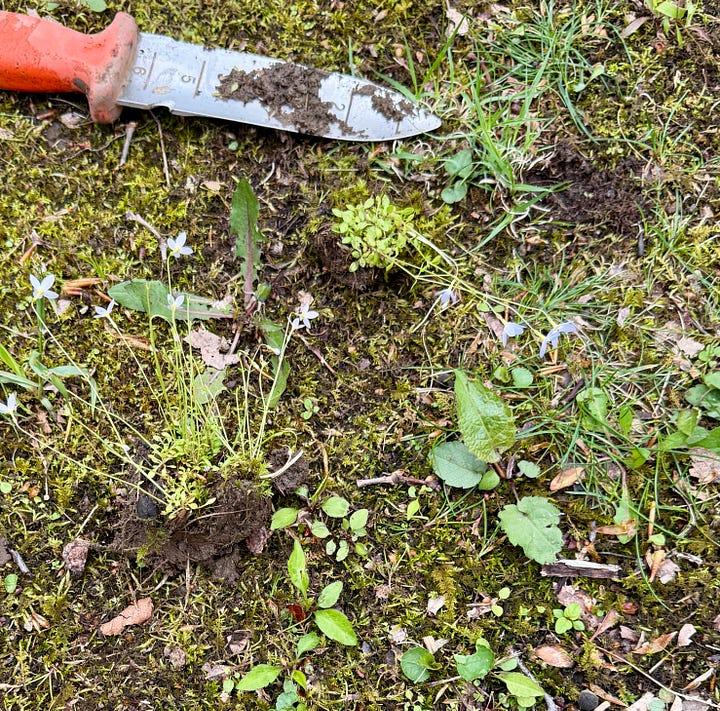 Replanting the Bluets in the highest part of the Woodland that was still in need of some spring fairy magic! Photo 1: finding weeds; 2: loosening soil; 3: pressing in bluets; 4: grouping a couple new plants together.
