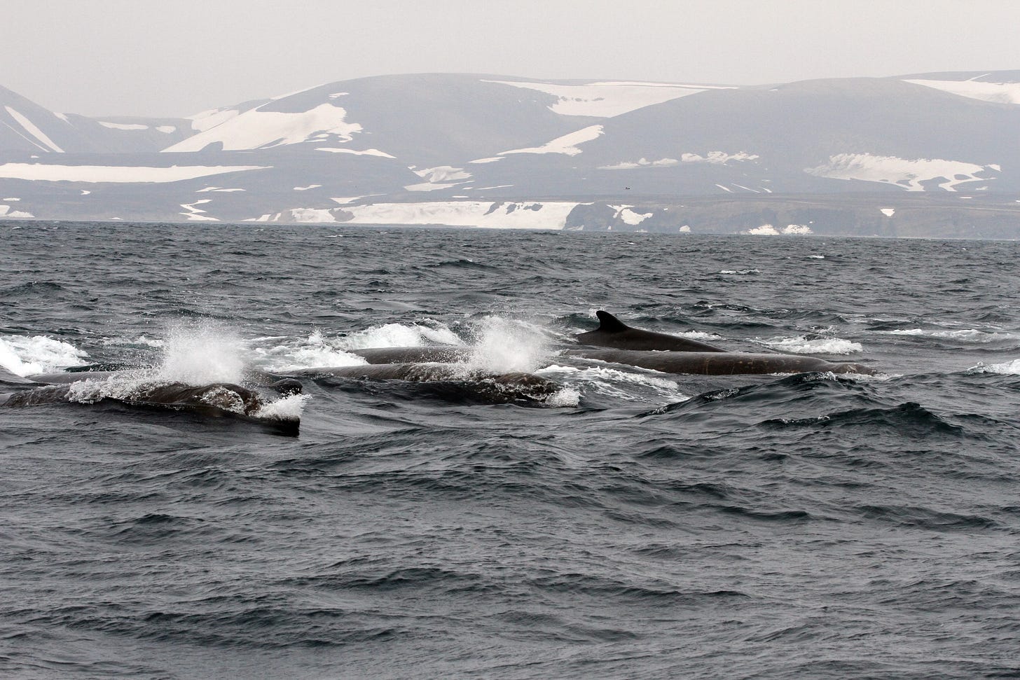 Whales swimming in the ocean

AI-generated content may be incorrect.
