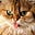 Ginger Cat's avatar