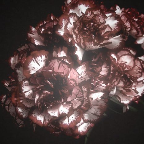 Carnations (until I can think of smthng better)