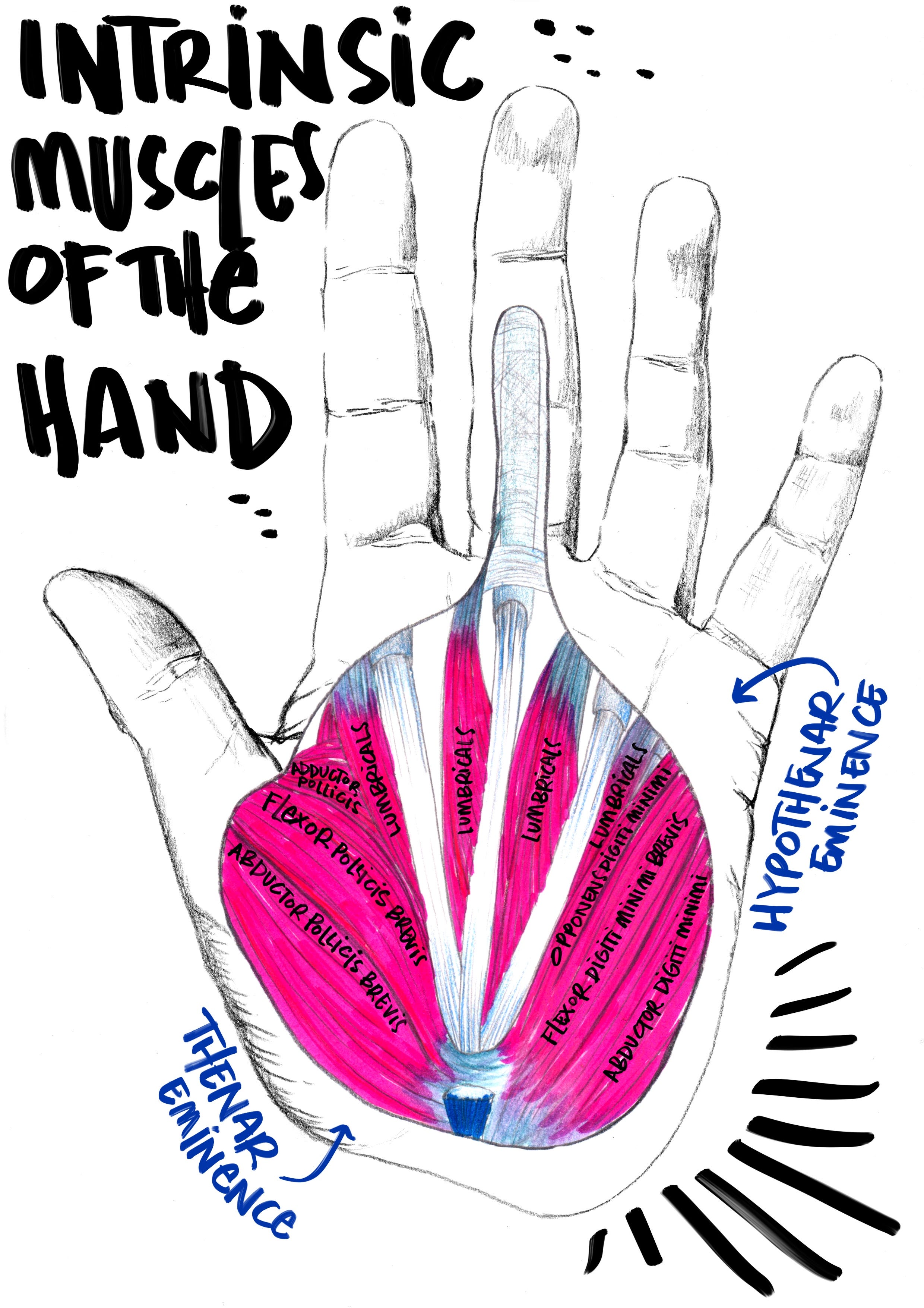 Big Hand Muscles Intrinsic Muscles of the Hand