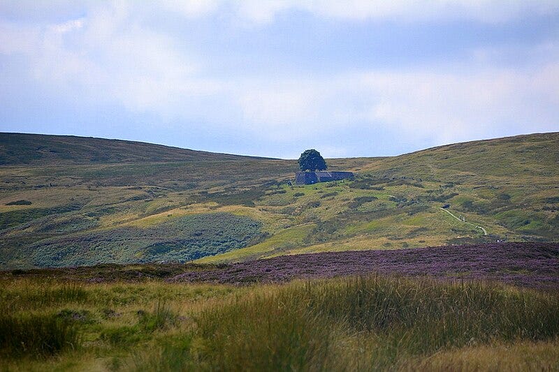 A moorland landscape on a calm bright day. A single tree is visible in the distance, and the ruins of a stone cottage.