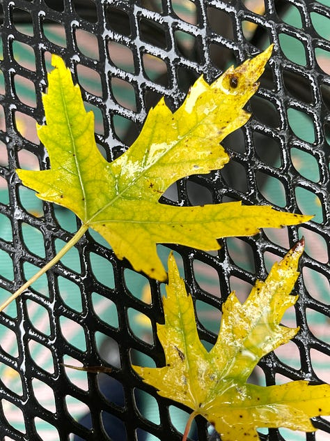 All around the state to find maple trees.