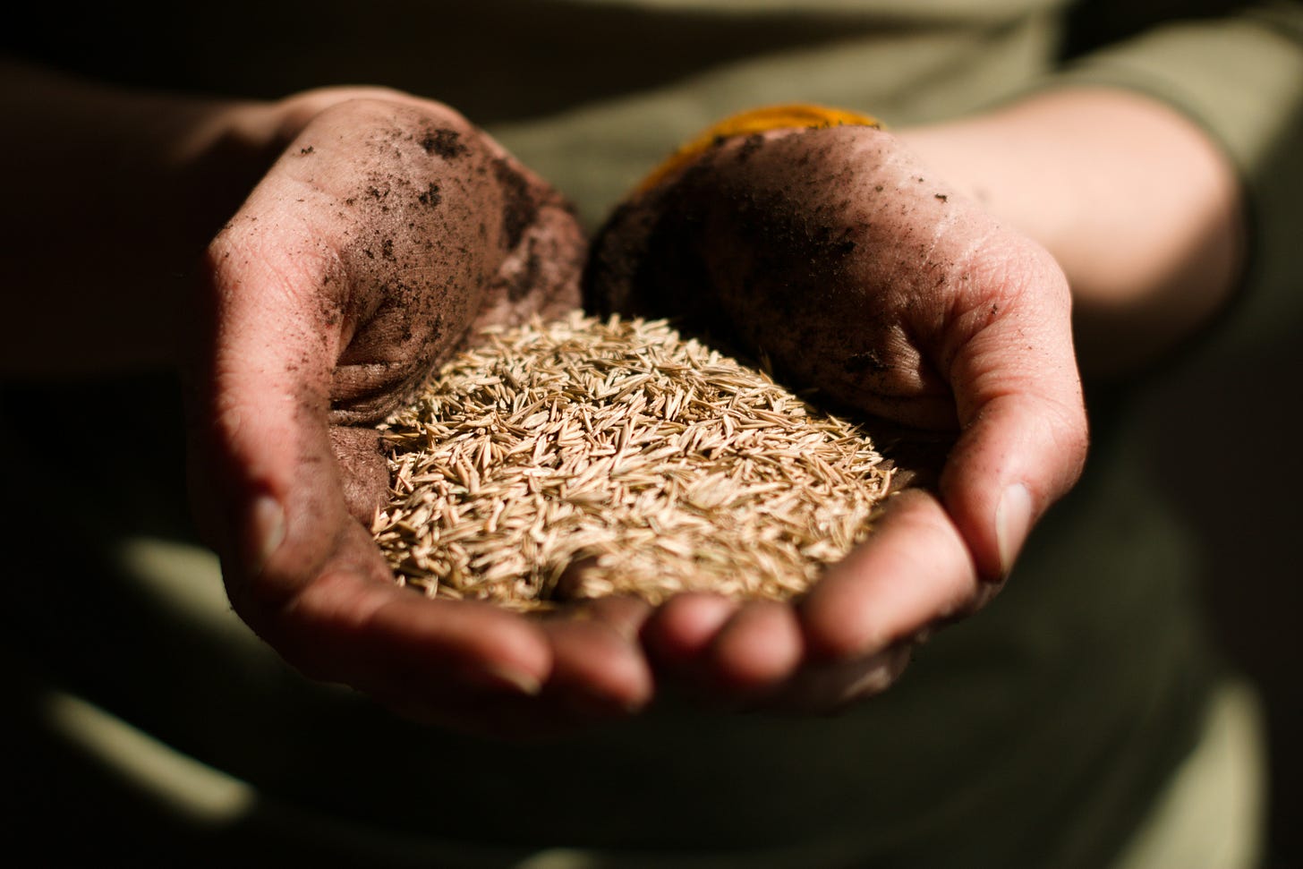 A photo of soil covered hands cupping seeds.