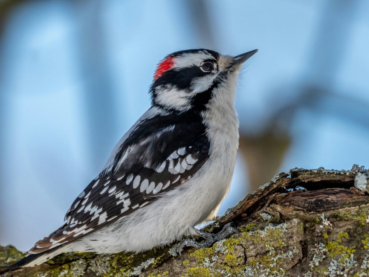downy-woodpeckers-north-americas-smallest-woodpecker