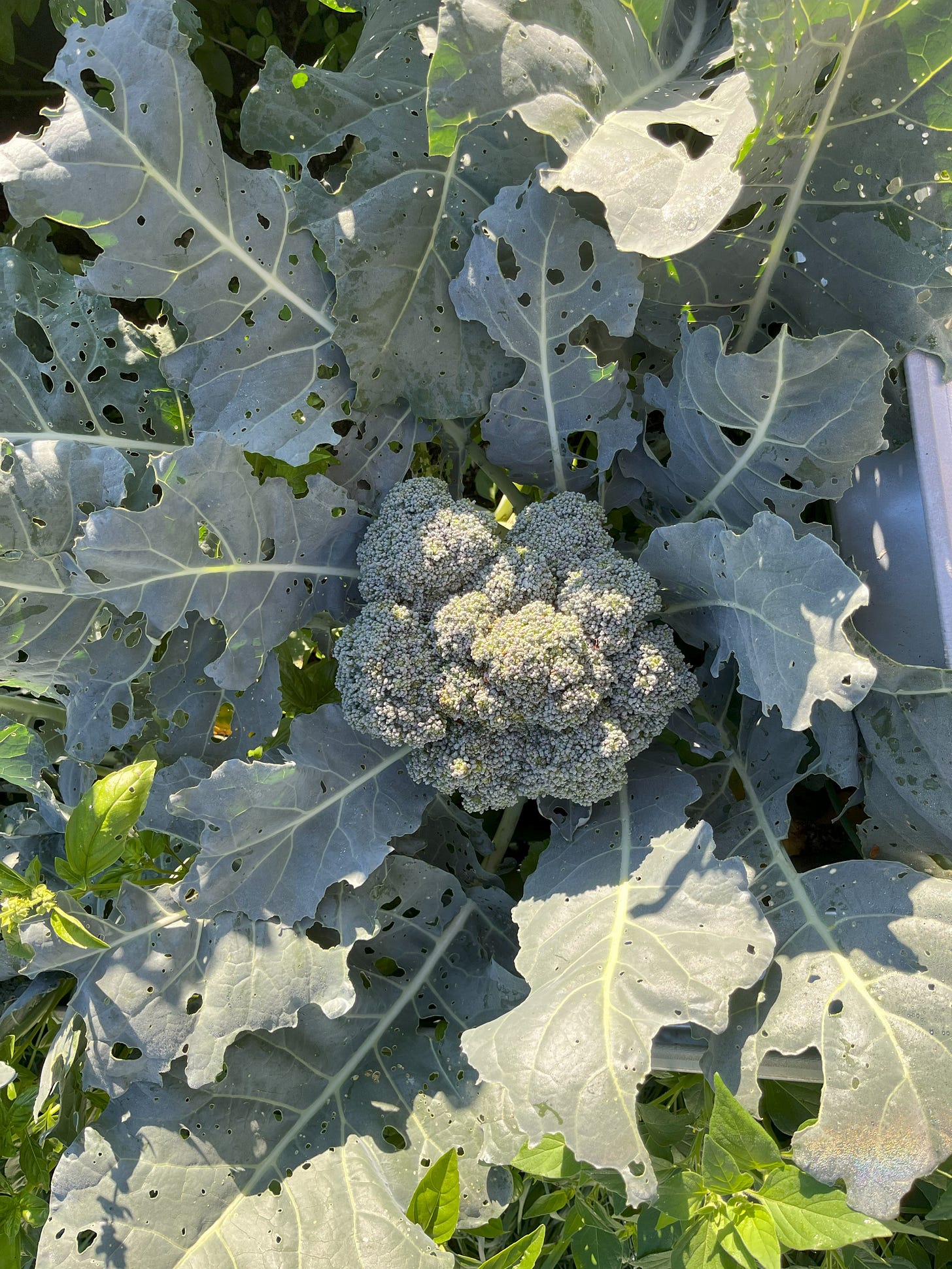 Broccoli plant with heavily damaged leaves from caterpillars