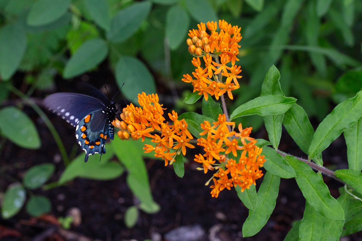 A big group of orange milkweed blossoms being visited by a blue-black swallowtail butterfly with orange spots and a band of blue along the hindwing