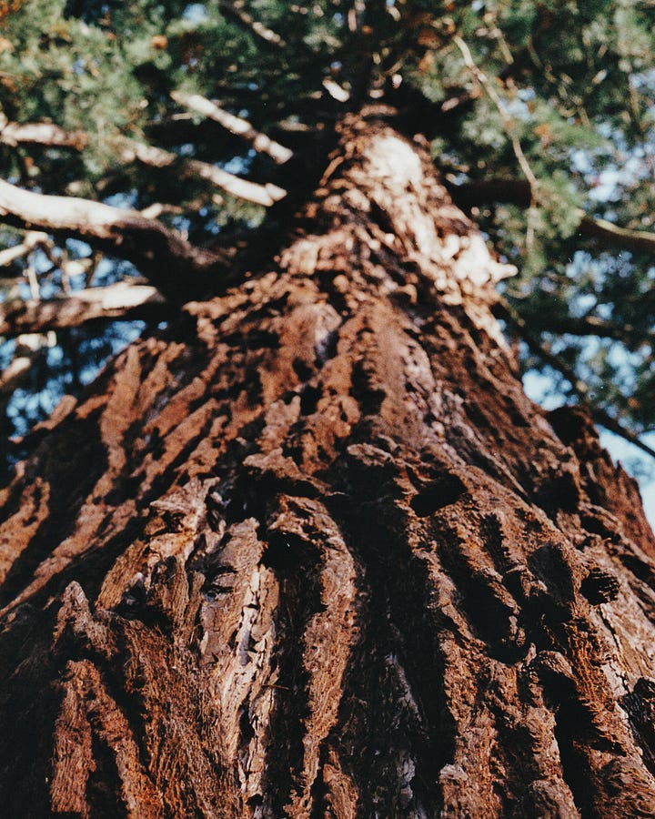 Image 1: Forest path lined with trees, a carpet of orange leaves. Image 2: Looking up a tall tree trunk towards green canopy above.