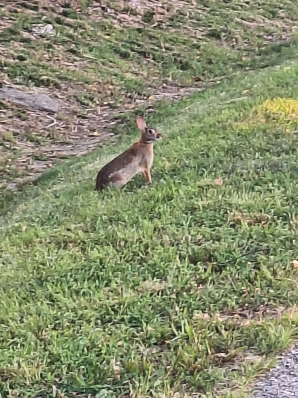 A brown rabbit sitting alert in green grass during an early morning walk. A brown rabbit sitting alert in green grass during an early morning walk.