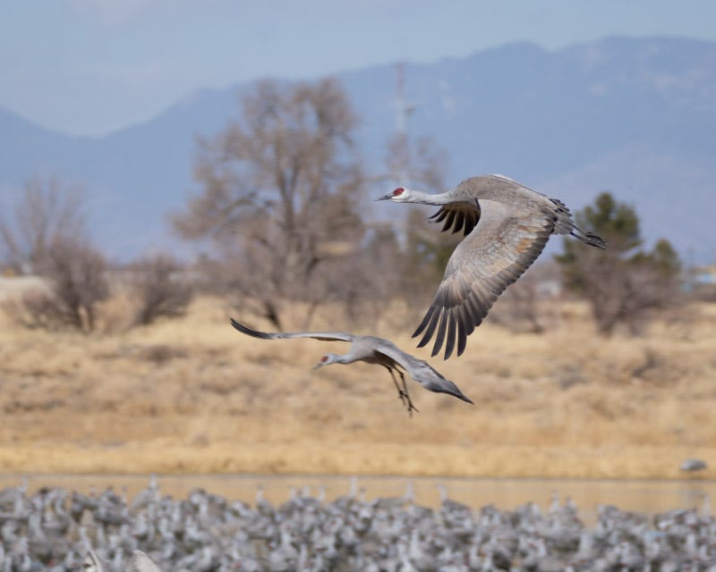 20250128-Willcox-1177-Edit.jpg 20250128-Willcox-1177-Edit.jpg
