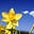 Daffodil's avatar