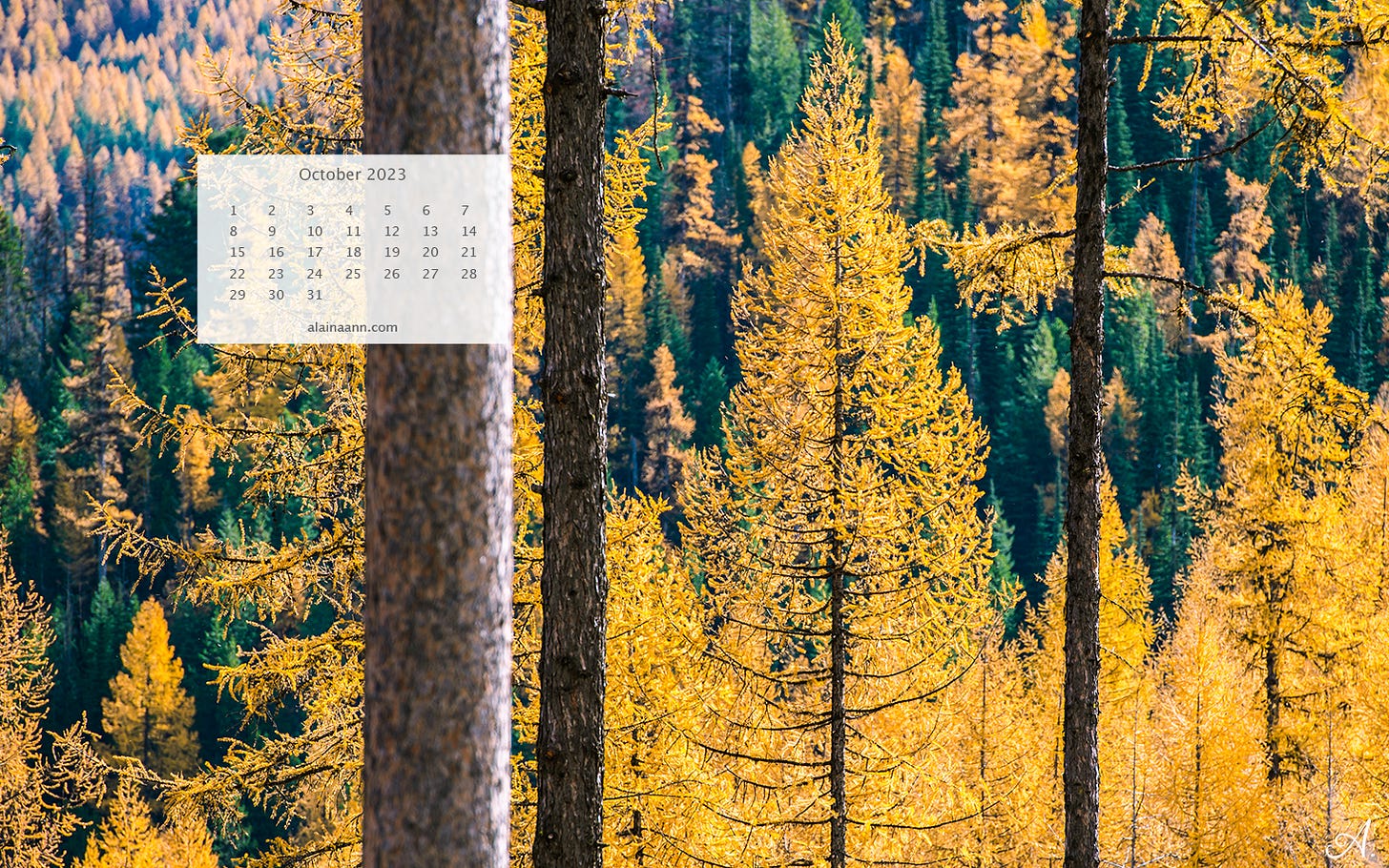 Close-up of golden larch trees mixed in with green pine trees.