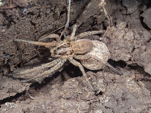 Wolf spider (Lycosa tarantula) - Ten Metres from Home 1.  (2020)