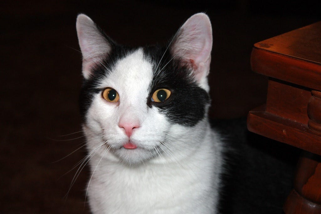Photo of a mostly-white cat with black patches, the tip of its pink tongue sticking out of its mouth and looking silly. Photo is in low light, so the cat's pupils are large in its yellow eyes, enhancing the silly look.
