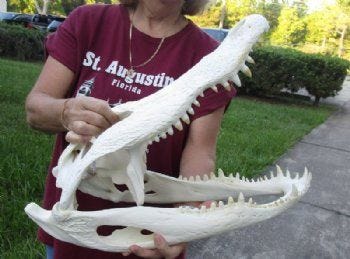 Alligator Skull, Alligator Skulls, Hand Picked Alligator Skull, Alligator Skulls, Hand Picked