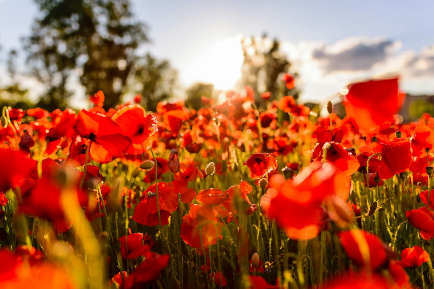 Poppy field in sunshine