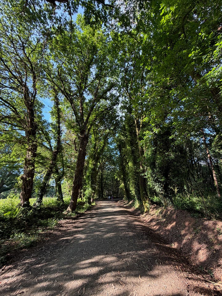 Bosques de Galicia y la credencial del Peregrino