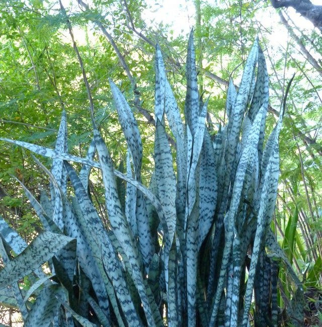 Dracaena trifasciata