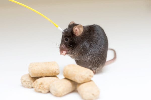 A mouse with an optical fiber implanted in the brain shown next to mouse food.