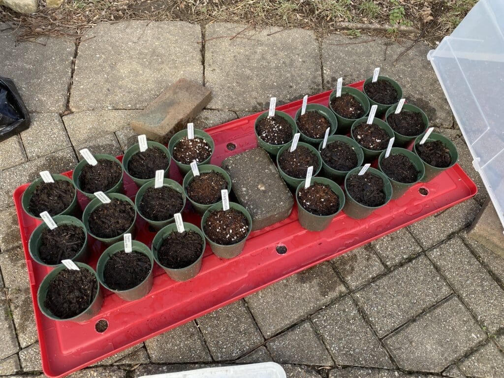Seedlings in containers for winter sowing Seedlings in containers for winter sowing