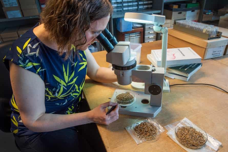 Zooarchaeologist Vicki Ewens analyses the frog bones found at Bar Hill. Zooarchaeologist Vicki Ewens analyses the frog bones found at Bar Hill.