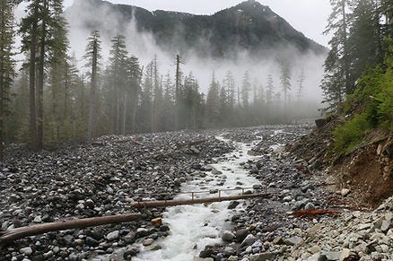 Misty mountain landscape with a rocky riverbed cutting through tall trees, a narrow footbridge over the stream, and fog enveloping the scene.