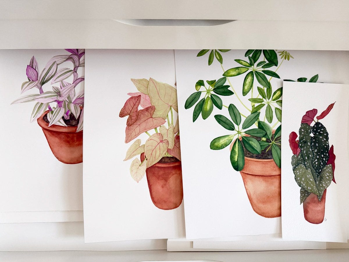 original watercolor houseplant portraits by Anne Butera are now on sale in her web shop