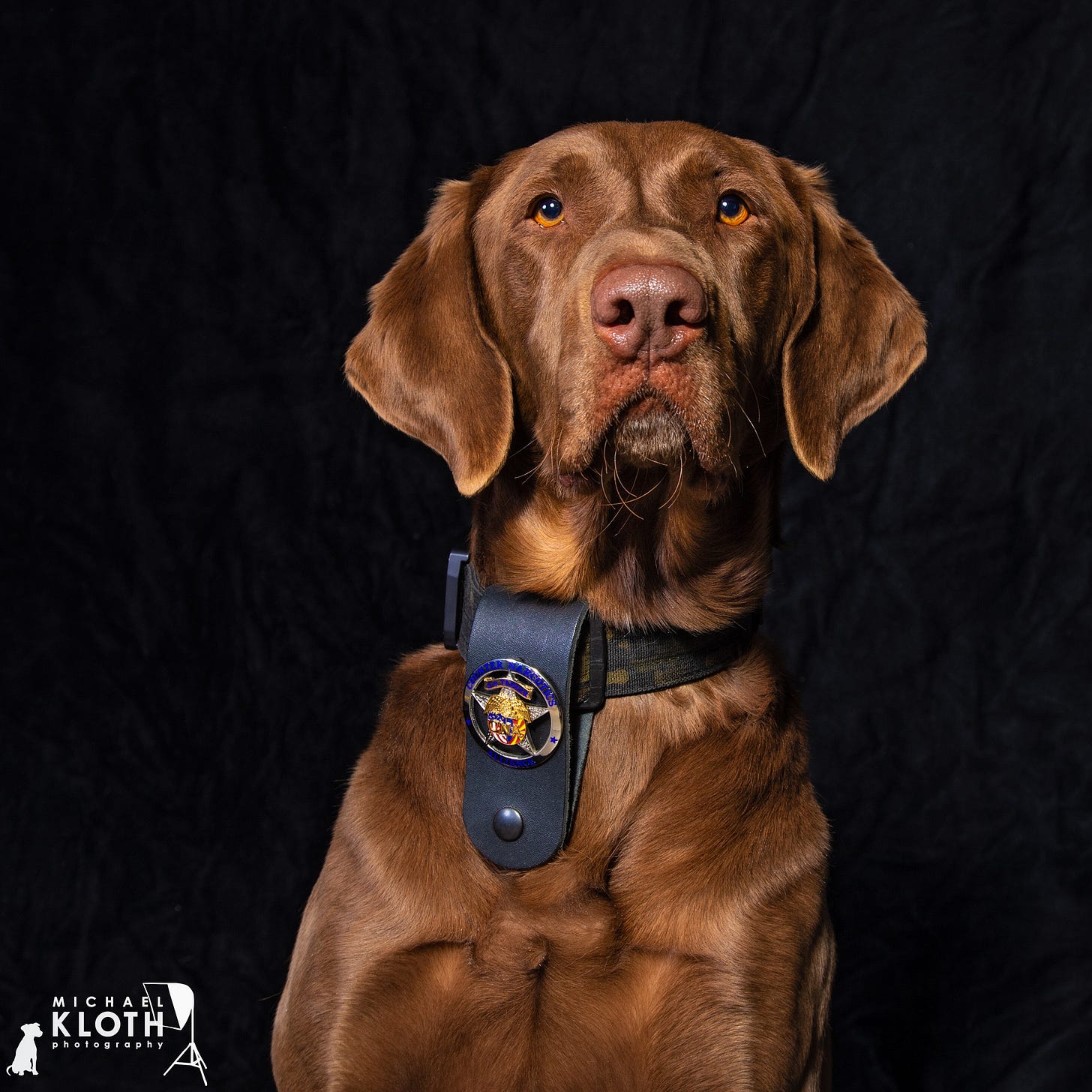 Fine art portrait of a K9 Officer for the Tucson Police Department Fine art portrait of a K9 Officer for the Tucson Police Department