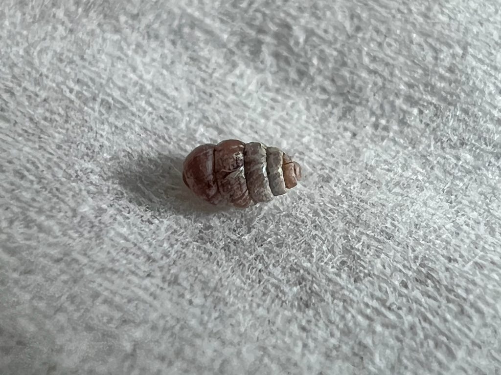 a beehive-shaped brown snail shell with around 6 ribs laying on white fabric