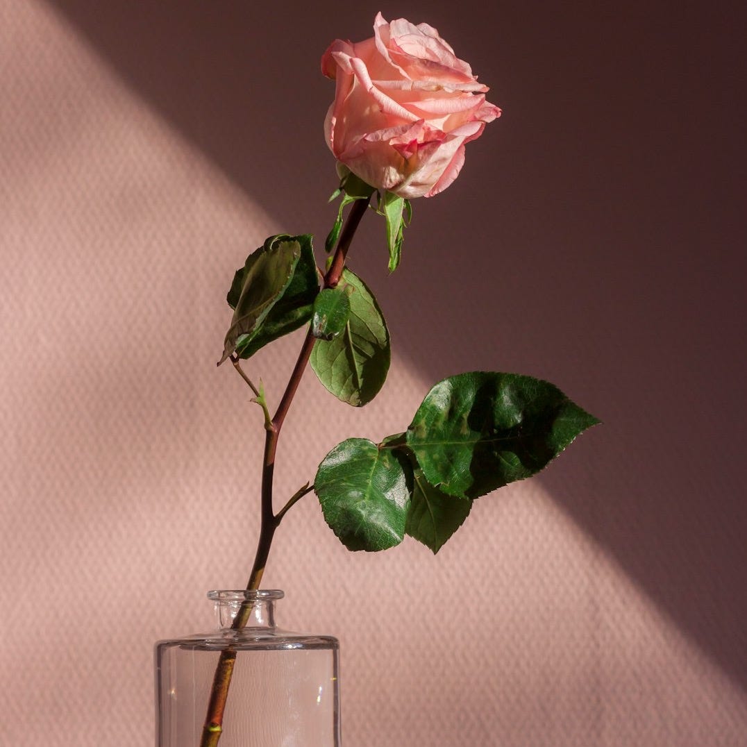 pink flower