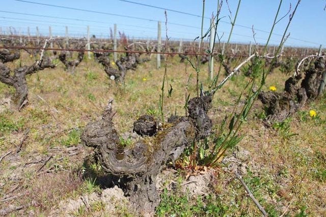 1pepiere_muscadet_clisson100years