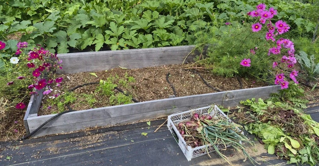 Cold-frame getting turned over for planting fall crops.