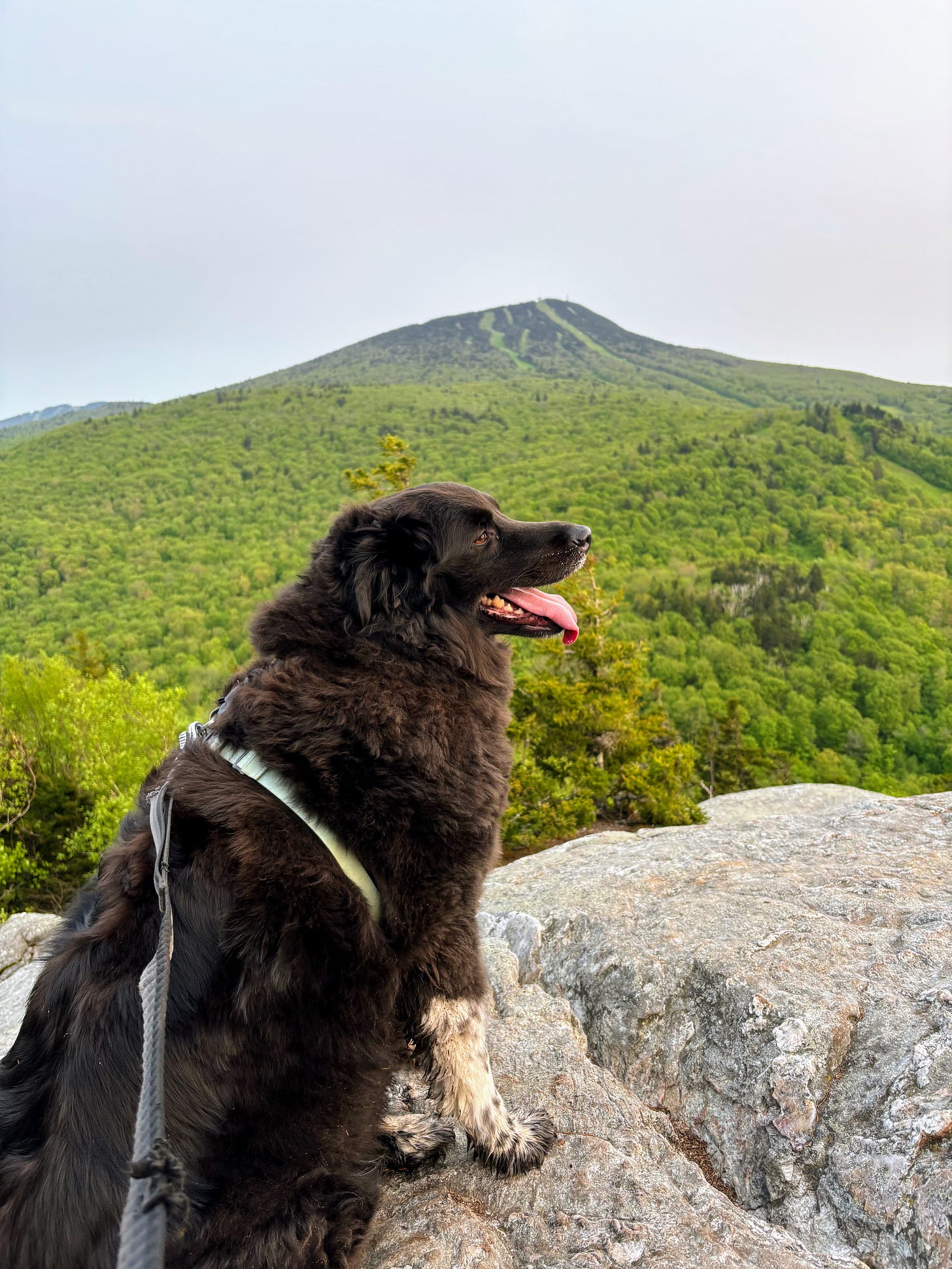 Dog on the top of Deer Leap Rock with mountains in the background in Killington, Vermont. 