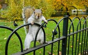 http://themacrotourist.com/images/Azure/SquirrelMar2514.png