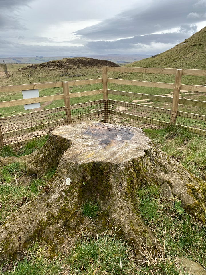Two photos, one of the Sycamore Gap tree stump in March 2025 and one in July 2025