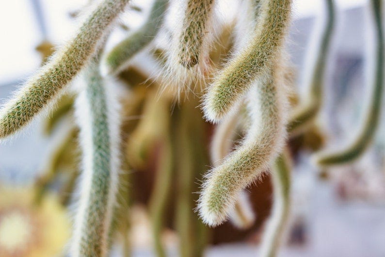 Monkey Tail cactus Hildewintera Aurespina Cleistocactus winteri colademononis image 3