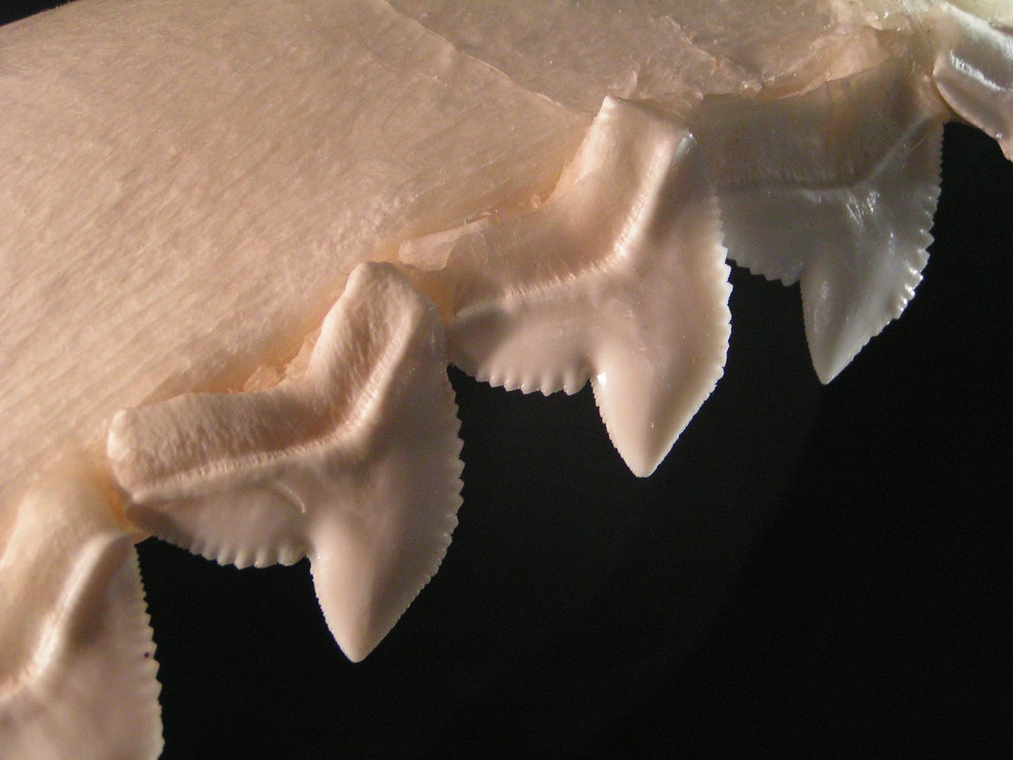 https://upload.wikimedia.org/wikipedia/commons/3/3f/Tiger_shark_teeth.jpg
