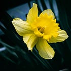 Looking for the Flowers