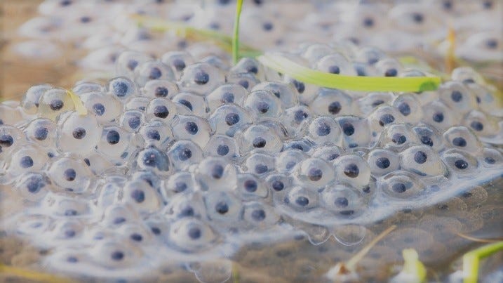 toadspawn©wwt.org    ---     tapioca©richtaste.org                                              