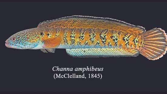 Elusive Himalayan fish rediscovered after 87 years | Mumbai news -  Hindustan Times