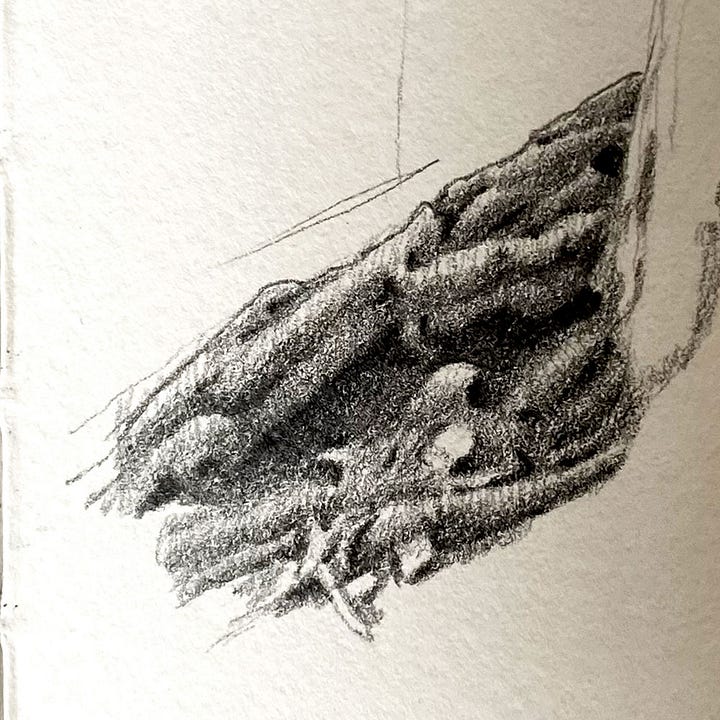 graphite sketches of tree roots