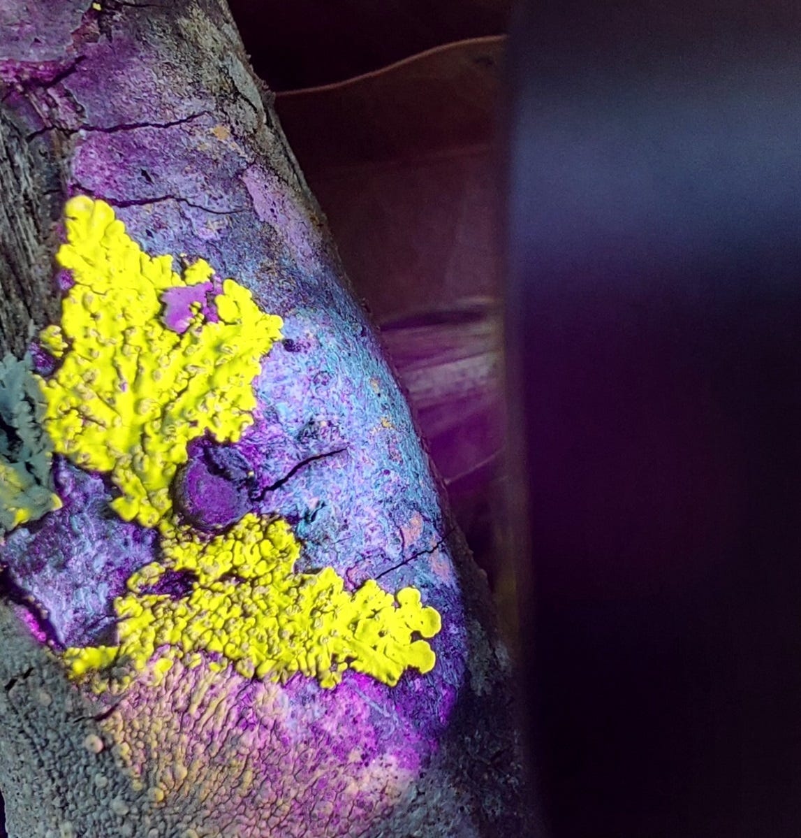 A close-up of a tree branch with a neon glowing yellow lichen on it A close-up of a tree branch with a neon glowing yellow lichen on it