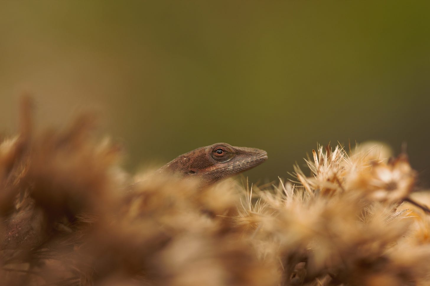 Against an olive green background, a close-up of fluffy beige plant matter with a the head of a beige lizard poking out from the top Against an olive green background, a close-up of fluffy beige plant matter with a the head of a beige lizard poking out from the top