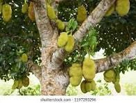 37+ Thousand Jackfruit Tree Royalty-Free Images, Stock Photos & Pictures |  Shutterstock