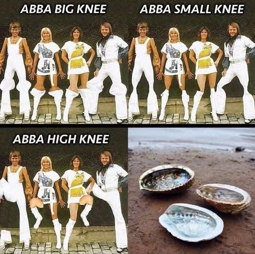 A meme with 4 photos. 1. Text: ABBA BIG KNEE, with a photo of the band ABBA with yes, big knees. 2.  Text: ABBA SMALL KNEE, with a photo of ABBA with small knees. 3.  Text: ABBA HIGH KNEE, with a photo of ABBA kicking their knees up. 4. No text, with a photo of three irridescent basin-shaped shells on a beach (abalones).  